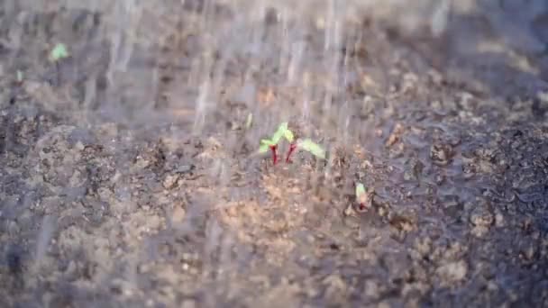 Bed Growing Young Beets Watered Abundantly Water Close Growing Beetroot — Stockvideo