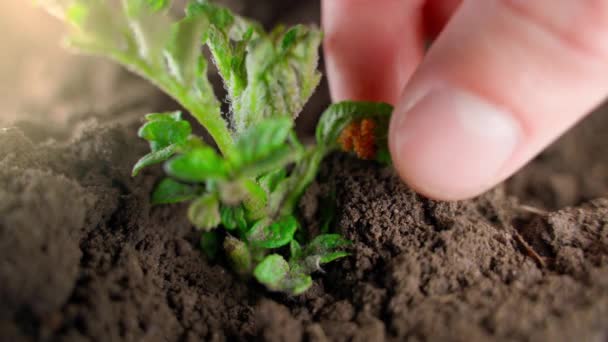 Fingers Find Leaf Potatoes Large Egg Laying Colorado Potato Beetle — Vídeos de Stock