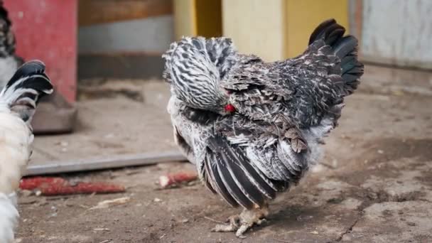 Chicken Breed Faverolles Cleans Feathers Close Paddock High Quality Footage — ストック動画