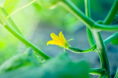 Bahçe yatağına yaklaşan ilk genç salatalık. Gün batımında çiçek açan salatalıklar.