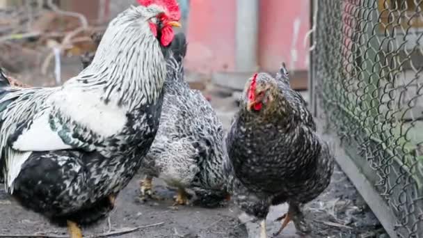 Chickens Rooster Paddock Street High Quality Footage — Stockvideo