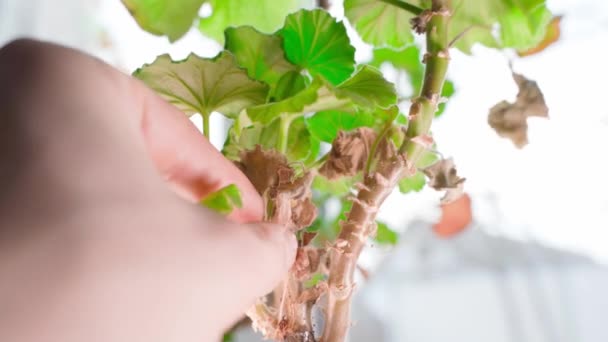 Plucking Dried Leaves Room Geranium Close High Quality Footage — Stock Video