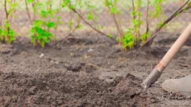 Sebze bahçesinin toprağını yakın plan bir kürekle kazmak. Yüksek kalite 4k görüntü