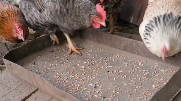 Chickens Different Colors Pecking Wheat Close High Quality Footage — Stock Video