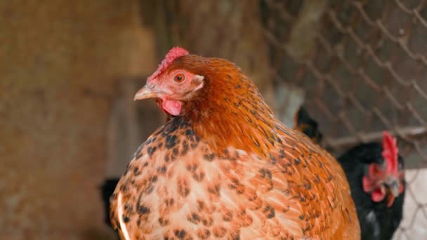 Beautiful Brown Chicken Resting Looking Frame Close High Quality Footage — Stock Video