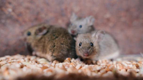 Vyděšené Myši Zblízka Skladu Pšenice Vysoce Kvalitní Záběry — Stock video