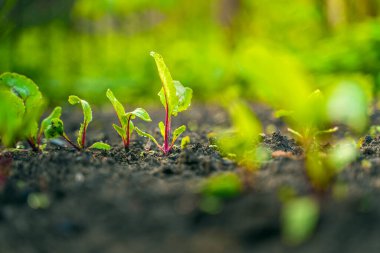 Bahçedeki bir yatağın toprağında büyüyen genç pancarın yaprakları.