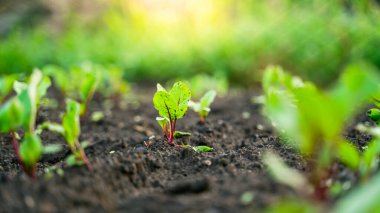 Bahçe yatağında büyüyen genç pancarın yaprakları.