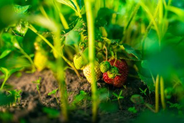 Sulu, zengin, kırmızı çilekler gün batımında bahçede büyür.