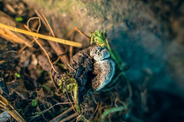 Juicy Big Chicken Poop Close Chicken Manure — Stock Photo, Image