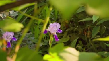 Gently purple iris flower in the early morning at sunrise. High quality FullHD footage