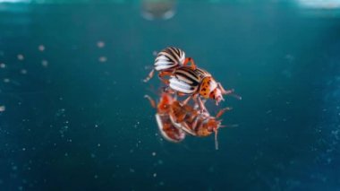 Two adult Colorado potato beetles close-up on a mirror surface. High quality FullHD footage