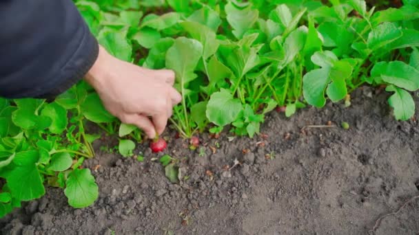 Hand Pulls Red Juicy Radish Ground Harvesting Homemade Vegetables Intense — Video Stock