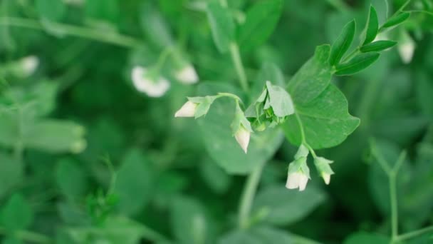 Blooming Peas White Flowers Close Smooth Camera Movement Parallax Gardening — стоковое видео