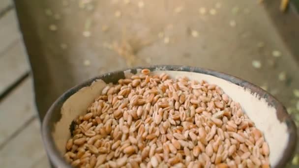 Close Wheat Spilling Steel Bowl Chicken Feeder Slow Motion High — Videoclip de stoc