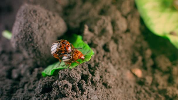 Two Colorado Potato Beetles Mate Potato Leaf Close High Quality — 图库视频影像