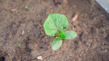 Büyüyen bir salatalığın taze yeşil yaprakları, üst manzara. Sabahın ilk ışıklarıyla. Yüksek kaliteli FullHD görüntüler