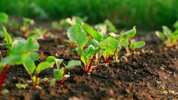 Young Growing Red Beet Grows Soil Garden Bed Sunrise Parallax — Vídeo de stock