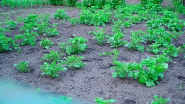 Vegetable Garden Growing Young Potatoes Vegetable Garden Plantation Green Potatoes — Stock video