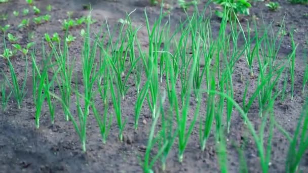 Bed Growing Green Onions Mesh Fence High Quality Fullhd Footage — Αρχείο Βίντεο