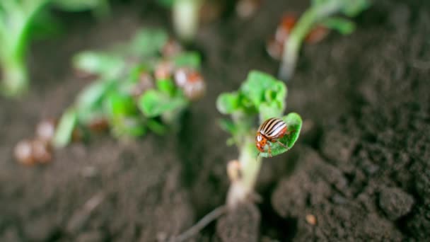 Close Adult Colorado Potato Beetle Leaf Young Growing Potato Insect — 图库视频影像
