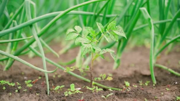 Young Tomato Seedling Close Background Growing Green Onions High Quality — Stockvideo