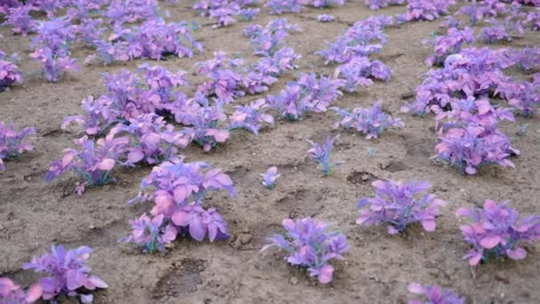 Fake Surreal Purple Pink Potato Bushes Garden Bed Smooth Camera — Stock video