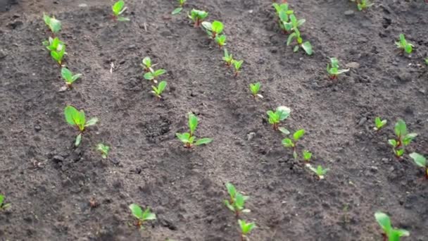 Young Beautiful Red Beet Seedlings Grow Garden Early Morning Smooth — Vídeos de Stock