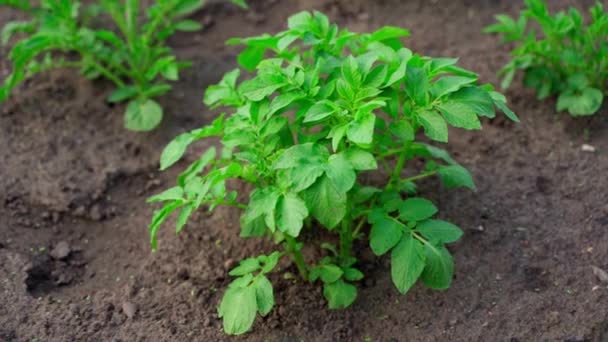 Green Leaves Bush Growing Potato Soil Vegetable Garden Close Smooth — Vídeo de Stock