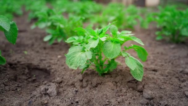 Young Green Bush Growing Potatoes Soil Garden Bed Close Slow — стоковое видео