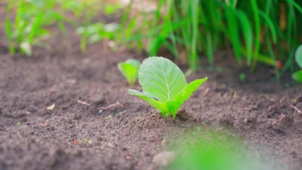 Young Leaves Growing White Cabbage Garden Bed Soil Close Right — Stock Video