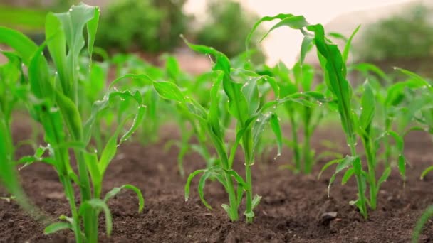 Parallaxe Einen Jungen Wachsenden Mais Einem Gartenbeet Wassertropfen Reibungslose Kamerafahrten — Stockvideo