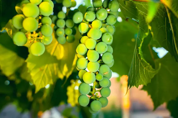 Vineyard Dawn Warm Lighting Bunch Grapes Close Rays Dawn Sun — Stock Photo, Image