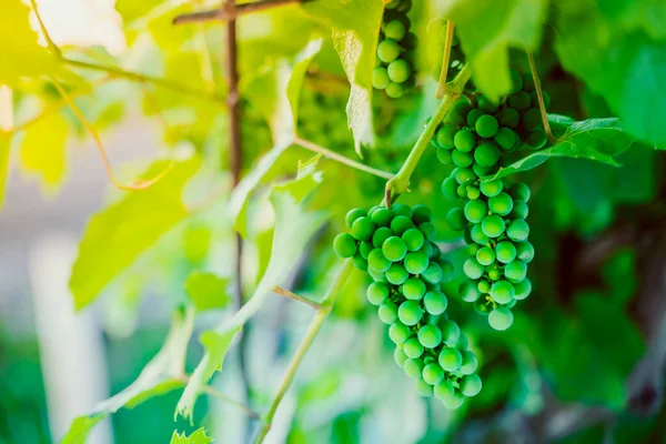 Big Beautiful Green Grapes Hanging Vineyard Close Early Morning Sunrise — Stock Photo, Image
