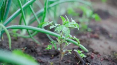 Genç bir domates tohumu yeşil soğanların arka planına yakın planda bir bahçe yatağında yetişir. Yüksek kaliteli FullHD görüntüler