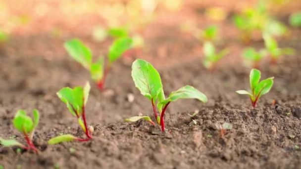 First Young Sprouts Red Beet Close Soil Garden Bed Smooth — Stock video