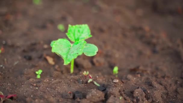 Young Cucumber Sprout Grows Soil Garden Bed Drops Morning Dew — Stock video