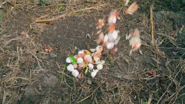Throwing Eggshells Onion Skins Compost Heap Central Composition Slow Motion — Vídeos de Stock