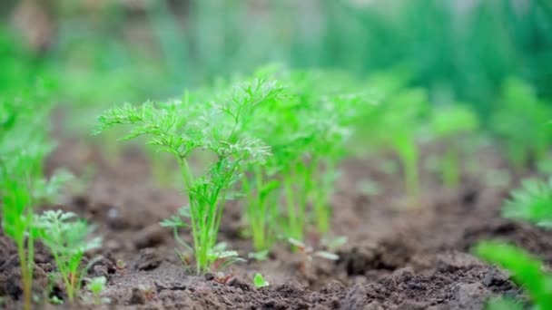 Beautiful Row Growing Young Carrots Garden Bed Close Smooth Camera — 图库视频影像