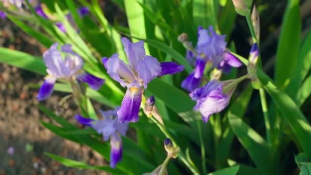 Course Blooming Purple Iris Flowers Close Smooth Camera Movement High — Αρχείο Βίντεο