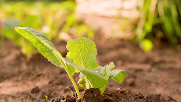 Young White Cabbage Grows Soil Garden Bed Close High Quality — ストック動画