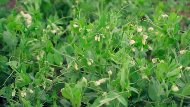 Plantation Growing Flowering Green Peas Smooth Camera Movement Parallax High — 图库视频影像