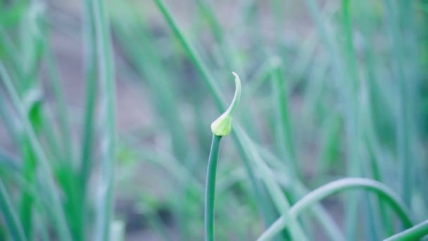 Arrow Onions Close Garden Bed Inflorescence Green Onions Smooth Slow — стоковое видео