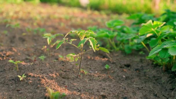 Young Tomato Seedling Garden Bed Sunset Close Smooth Parallax High — Vídeo de Stock