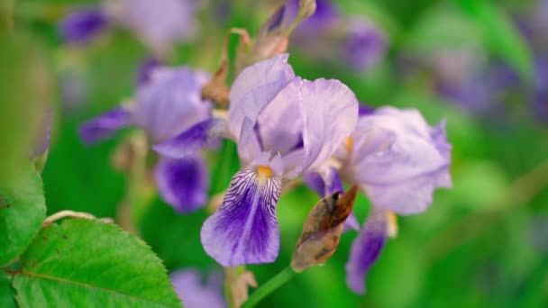 Delicate Beautiful Purple Iris Flower Close Other Flowers Blurred Background — Vídeos de Stock