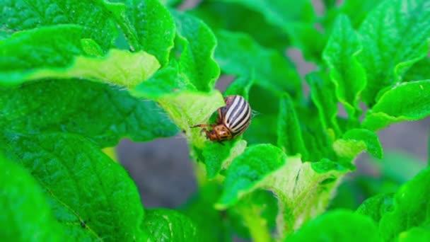 Striped Beetle Potato Leaf Close Extermination Agricultural Crops Pests High — Vídeo de Stock