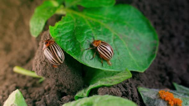 Close Colorado Potato Beetles Green Potato Leaf Large Adults Crop — Vídeos de Stock