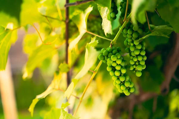 Bunch Unripe Green Grapes Early Morning Sunrise Vineyard Soft Sunlight — Stock Photo, Image