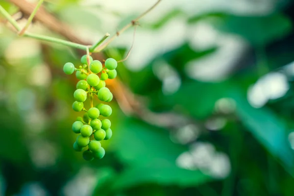 Berries Unripe Green Grapes Grow Close Sunrise Vineyard — Stock Photo, Image