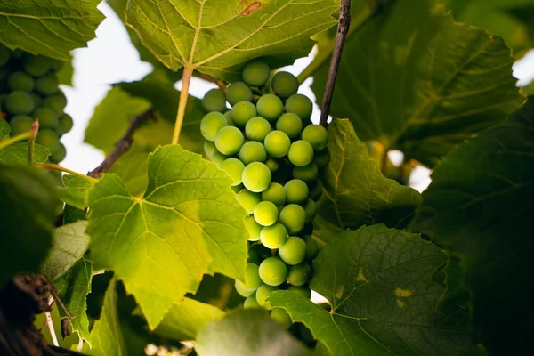 Morning Soft Sunlight Illuminates Bunch Green Growing Grapes — Stock Photo, Image